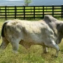Foto 1:  Imóveis Nordeste Rurais
