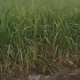 Foto 1:  Imóveis Nordeste Rurais