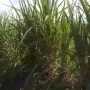 Foto 1:  Imóveis Nordeste Rurais