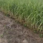 Foto 1:  Imóveis Nordeste Rurais